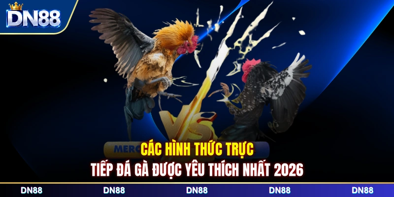 Các hình thức trực tiếp đá gà được yêu thích nhất 2026